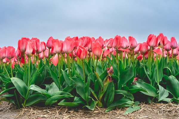 Pompe à chaleur air-air : le chauffage économique et écologique